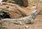 Tuatara lizard reptile