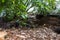 Tuatara, New Zealand ancient reptile