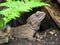 Tuatara new zealand native reptile