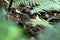 Tuatara, the prehistoric native reptile from New Zealand