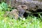 Tuatara, the prehistoric native reptile from New Zealand