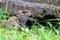 Tuatara, the prehistoric native reptile from New Zealand