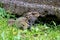 Tuatara, the prehistoric native reptile from New Zealand