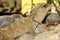 Tuatara,Sphenodon punctatus,rare living fossil, New Zealand