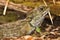 Tuatara,Sphenodon punctatus,rare living fossil, New Zealand