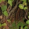 Tuatara on Tiritiri Matangi Island, New Zealand