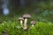 Tubaria confragosa is a species of mushroom in the Tubariaceae family.