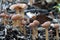 Tubaria furfuracea mushrooms in autumn forest
