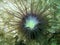 Tube Anemone