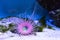 Tube anemone on the bottom of an aquarium
