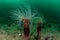 Tube Anemone Growing in Kelp Forest