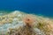 Tube anemone in the Red Sea.