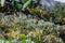 Tube lichen Cladonia fimbriata on the green