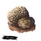 Tuber aestivum, summer or burgundy truffle mushroom closeup digital art illustration. Boletus brown outer skin forms pyramidal
