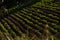 Tuber harvest season in fertile land on a sunny working morning in a rural area in Costa Rica