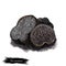 Tuber macrosporum or smooth black truffle mushroom closeup digital art illustration. Boletus has dark fruit body and grows under