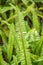 Tuber Sword Fern