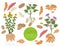 Tuber vegetables potato, sunflower and sweet potato graphic template. Gardening, farming infographic, how it grows. Flat style