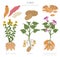 Tuber vegetables potato, sunflower and sweet potato graphic template. Gardening, farming infographic, how it grows. Flat style