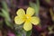 Tuberaria guttata - wild flower