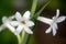 tuberose pictures