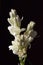 Tuberose or agave amica Polianthes tuberosa