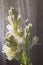 Tuberose or agave amica Polianthes tuberosa