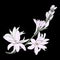 Tuberose is a branch with flowers, medicinal, perfumery and cosmetic plants. Vecton graphics. Use printed materials, signs,