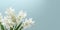 Tuberose flower blurred background aromatic scent perfume