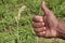 tuberose flower on farm with finger sign