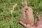 tuberose flower on farm with money bag