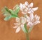 Tuberose. Image medicinal, perfumery and cosmetic plants.