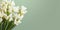 Tuberose white flower blurred background aromatic scent perfume