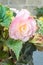 Tuberous Begonia with beautiful pale pink double flower