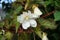 Tuberous begonia, Begonia x tuberhybrida \\\
