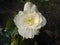 Tuberous begonia bloom