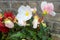 Tuberous Begonia with flowers in white, red and light rose colors