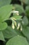 Tuberous comfrey