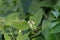 Tuberous comfrey