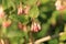 Tuberous Comfrey