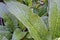 Tuberous comfrey leaf, Symphytum tuberosum, on garden