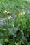 Tuberous comfrey (Symphytum tuberosum) grows in nature in spring