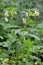 Tuberous comfrey (Symphytum tuberosum) grows in nature in spring