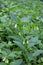 Tuberous comfrey (Symphytum tuberosum) grows in nature in spring
