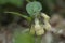 Tuberous comfrey Symphytum tuberosum, pending pale creamy-yellow flowers