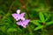 Tuberous Grass-pink - Calopogon tuberosus - a pink orchid wildflower growing in a bog