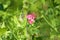 Tuberous pea in bloom closeup with green background