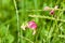 Tuberous pea in bloom closeup view with selective focus