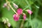 Tuberous pea in bloom closeup view with selective focus on foreground