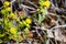 Tuberous sanicle Sanicula tuberosa wildflowers, Marin County, north San Francisco bay area, California